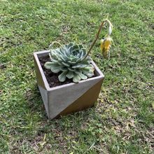 Photo of a cactus currently being identified