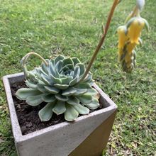 Photo of a cactus currently being identified