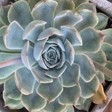 Photo of a cactus currently being identified