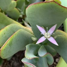 Una foto de Crassula arborescens fma. undulatifolia
