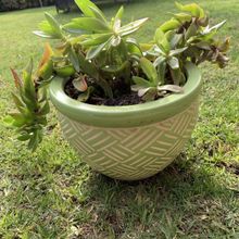 Una foto de Crassula capitella cv. Campfire