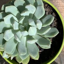 Una foto de Pachyveria Scheideckeri (Pachyphytum bracteosum x Echeveria secunda) (HIBRIDO)