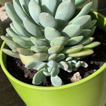 Una foto de Pachyveria Scheideckeri (Pachyphytum bracteosum x Echeveria secunda) (HIBRIDO)
