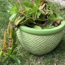 Una foto de Crassula capitella cv. Campfire