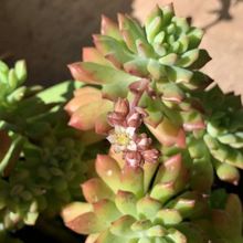 A photo of Sedum cuspidatum  