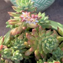 A photo of Sedum cuspidatum  