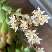 A photo of Sedum cuspidatum  