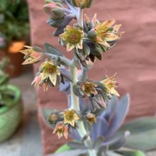 A photo of Echeveria Metallica (Hibrido)