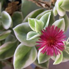 A photo of Mesembryanthemum cordifolium fma. variegada