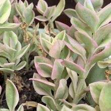 A photo of Mesembryanthemum cordifolium fma. variegada