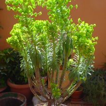 A photo of Euphorbia characias subsp. wulfenii