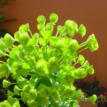 A photo of Euphorbia characias subsp. wulfenii
