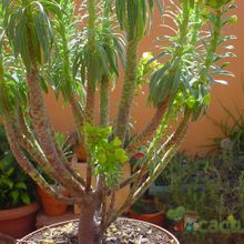 A photo of Euphorbia characias subsp. wulfenii