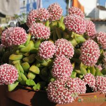 Una foto de Crassula cv. Brides Bouquet