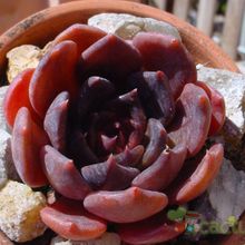 A photo of Echeveria cv. Black Prince