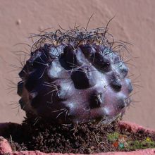 Una foto de Eriosyce crispa