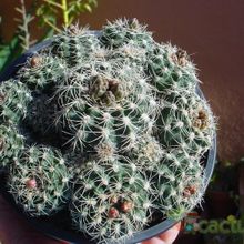 A photo of Gymnocalycium bruchii