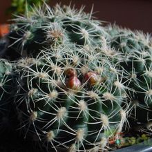 A photo of Gymnocalycium bruchii