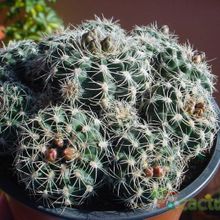 A photo of Gymnocalycium bruchii