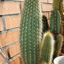 A photo of Micranthocereus estevesii