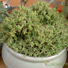 Una foto de Euphorbia submammillaris fma. pfersdorfii
