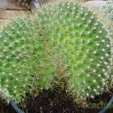 A photo of Mammillaria rhodantha ssp. rhodantha fma. crestada