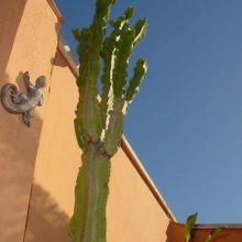 Una foto de Euphorbia ingens