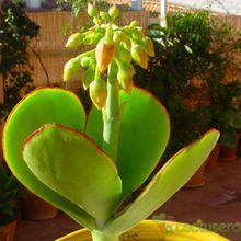 Una foto de Cotyledon macrantha