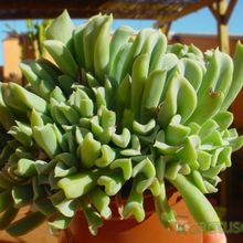 Una foto de Echeveria runyonii cv. topsy turvy fma. crestada