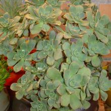 Una foto de Aeonium haworthii