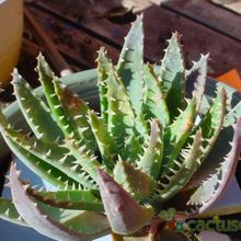 A photo of Aloe perfoliata 