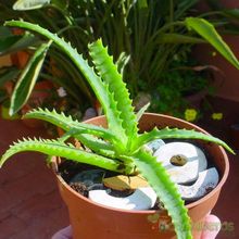A photo of Aloe arborescens