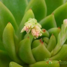 A photo of Echeveria agavoides 
