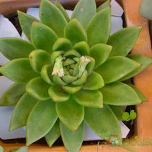 A photo of Echeveria agavoides 