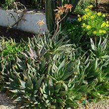 A photo of Aloe maculata