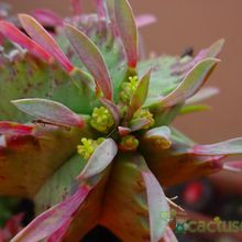A photo of Euphorbia pulvinata 