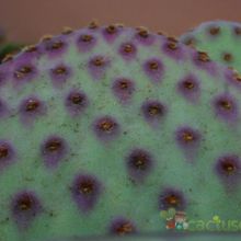 Una foto de Opuntia basilaris