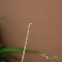Una foto de Ferocactus hamatacanthus ssp. sinuatus