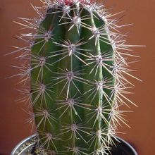 A photo of Pachycereus pecten-aboriginum