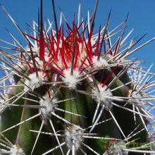 A photo of Pachycereus pecten-aboriginum