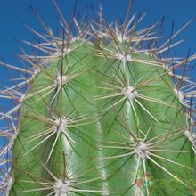 A photo of Pachycereus pecten-aboriginum