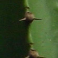 A photo of Euphorbia canariensis