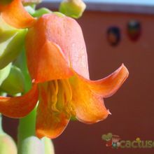 Una foto de Cotyledon macrantha