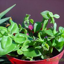 Una foto de Mesembryanthemum cordifolium