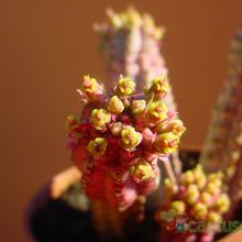 A photo of Euphorbia mammillaris fma. variegada