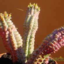 A photo of Euphorbia mammillaris fma. variegada