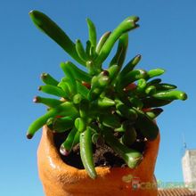 Una foto de Crassula ovata cv. gollum
