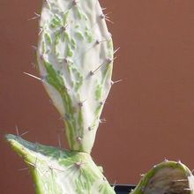 A photo of Opuntia monacantha fma. variegada