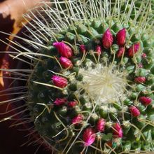 A photo of Mammillaria spinosissima fma. unpico