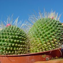 A photo of Mammillaria spinosissima fma. unpico